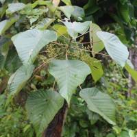 <i>Macaranga indica</i>  Wight